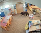 Curious black bear wanders around California library – video