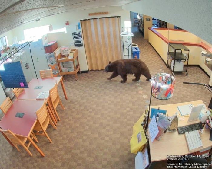 Unexpected Visitor: Black Bear Invades California Library for Sweet Treats