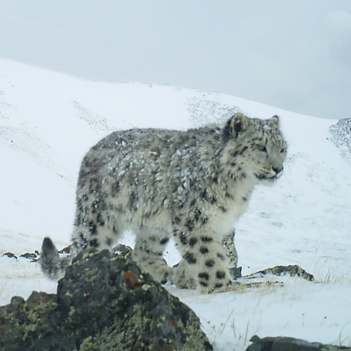 Russia S Rare Snow Leopards Find Protection In Camera Traps Environment The Guardian Russia S Rare Snow Leopards Find Protection In Camera Traps Environment The Guardian