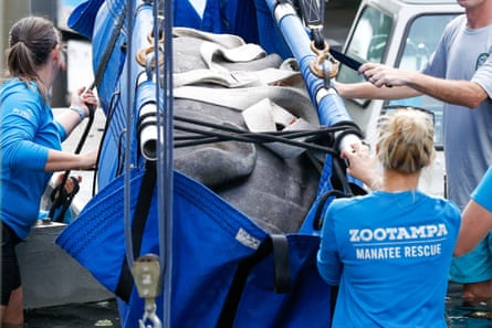 Romeo, the manatee from the Miami Seaquarium, is moved into a pool at ZooTampa in Florida last December.