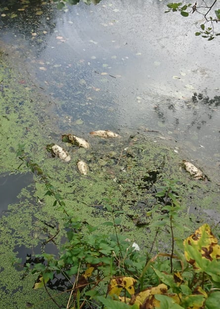 The River Frome in polluted conditions, August 2020