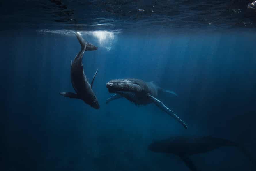 Alberta A humpback whale and her calf.