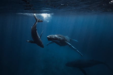 A humpback whale and her calf.