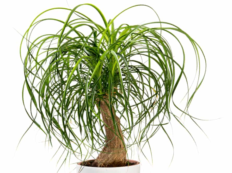 Ponytail Palm, potted in a large white tub isolated on white