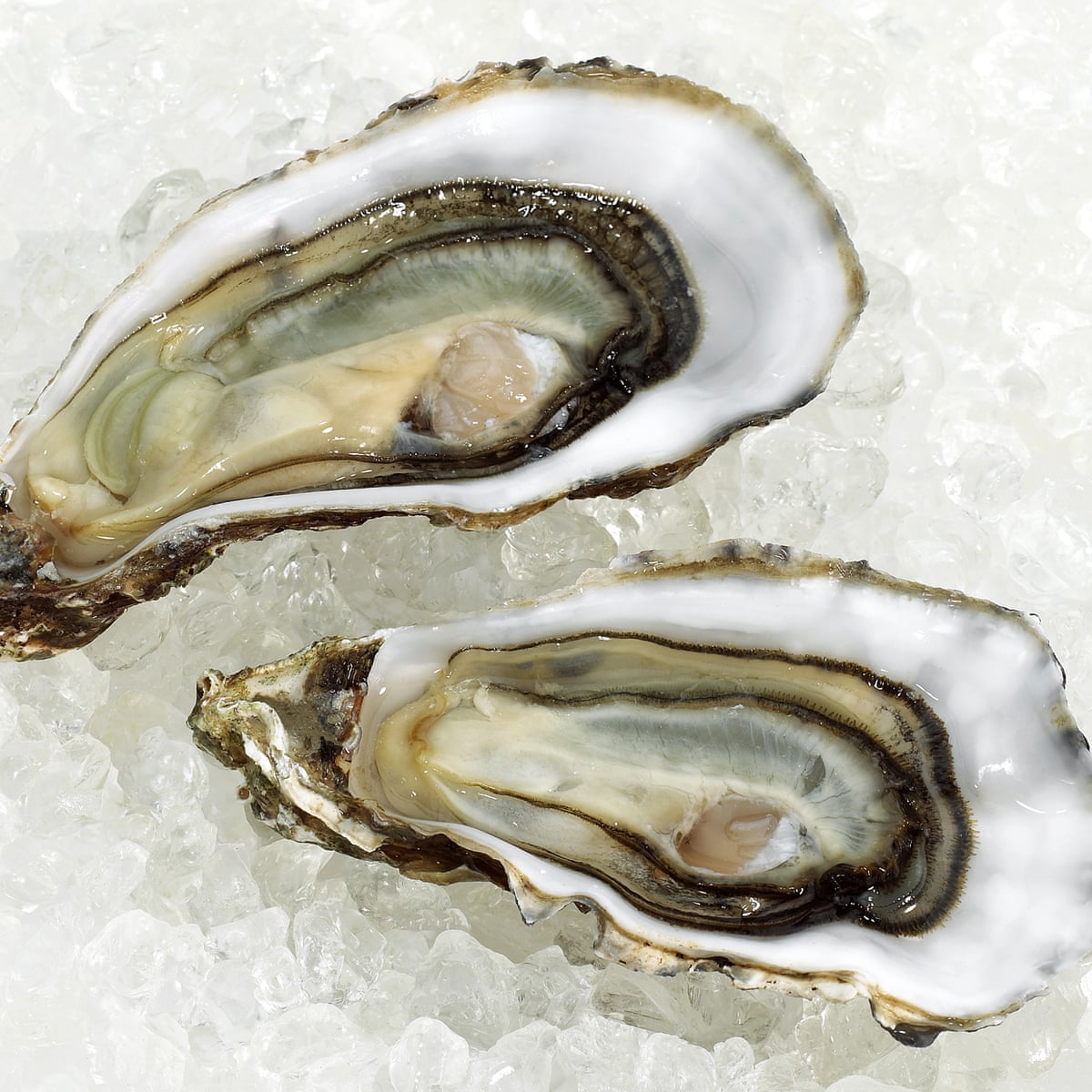 If seven in 10 oysters have norovirus, should we still be eating them? | Oysters | The Guardian