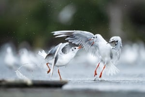Black-headed gulls fight each other on a lake