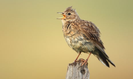 A skylark sings from a fence pole