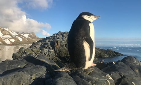 The snooze in full … a chinstrap penguin on King George Island.