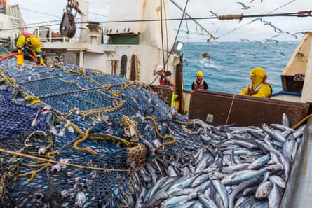 Men in hard hats on and around a large pile of fish on a boat