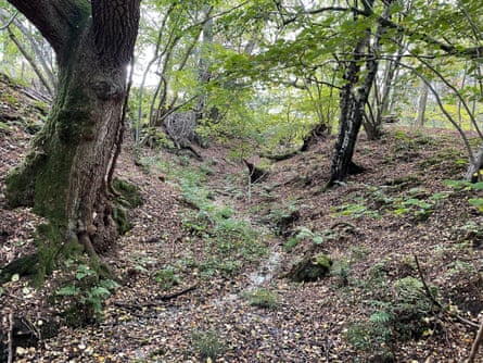 Woodland in Cropton, North Yorkshire.