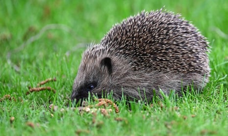 A hedgehog in grass.