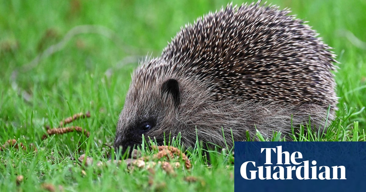 AI to track hedgehog populations in pioneering UK project | Animals