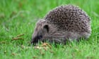 AI to track hedgehog populations in pioneering UK project