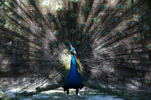 Yangon, Myanmar: A blue peacock displays at the city’s zoological gardens