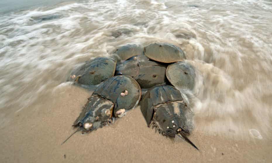 Horseshoe crabs mating on the shore in NewJersey, US