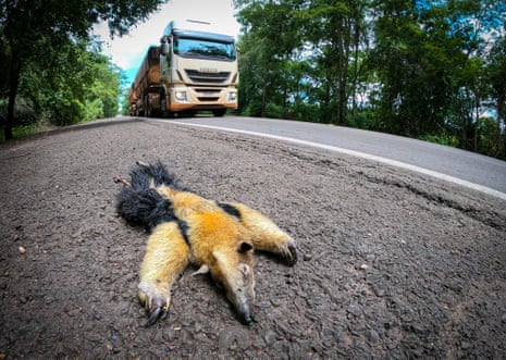 Highway of death': animals pay ultimate price on Brazil's most dangerous  road for wildlife,  rainforest