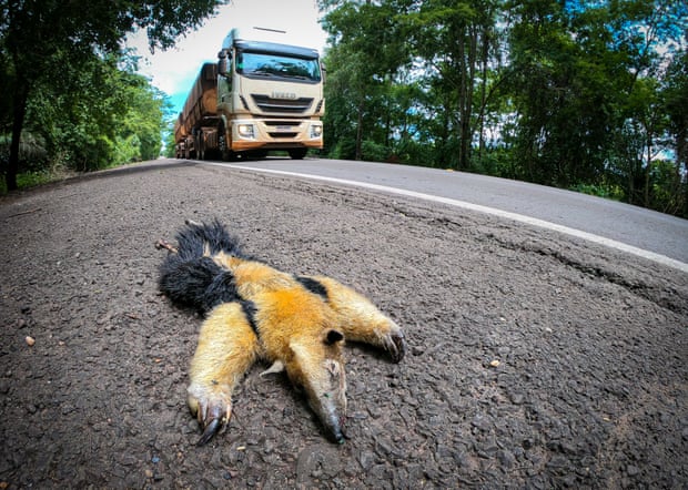 Highway Of Death Animals Pay Ultimate Price On Brazil S Most Dangerous Road For Wildlife Amazon Rainforest The Guardian Highway Of Death Animals Pay Ultimate Price On Brazil S Most Dangerous Road For Wildlife Amazon Rainforest The Guardian