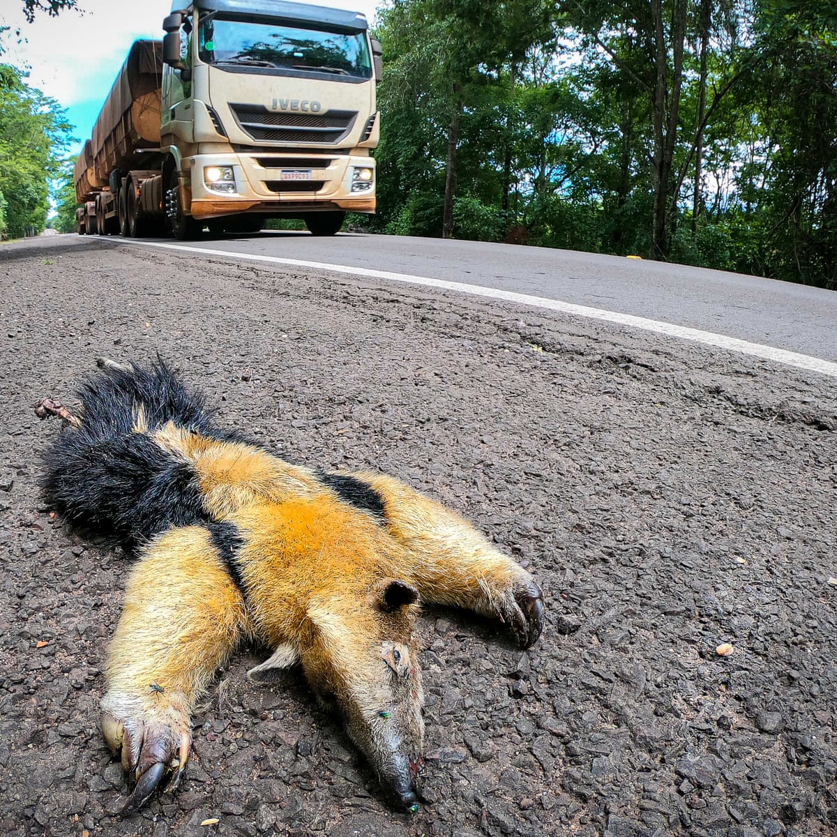 Highway Of Death Animals Pay Ultimate Price On Brazil S Most Dangerous Road For Wildlife Amazon Rainforest The Guardian Highway Of Death Animals Pay Ultimate Price On Brazil S Most Dangerous Road For Wildlife Amazon Rainforest The Guardian