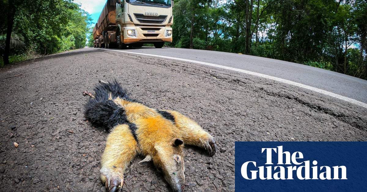 Highway of death': animals pay ultimate price on Brazil's most dangerous  road for wildlife | Amazon rainforest | The Guardian
