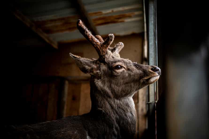 A wild deer at the makeshift wildlife shelter near Kyiv.