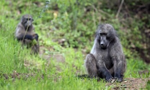 baboon survives for six months after receiving pig heart transplant