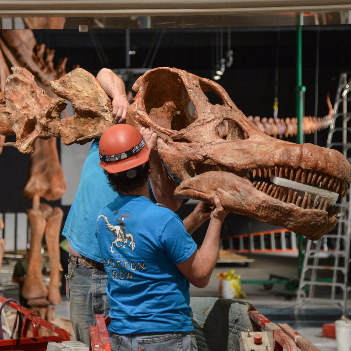 World’s biggest dinosaur skeleton unveiled in New York | Dinosaurs