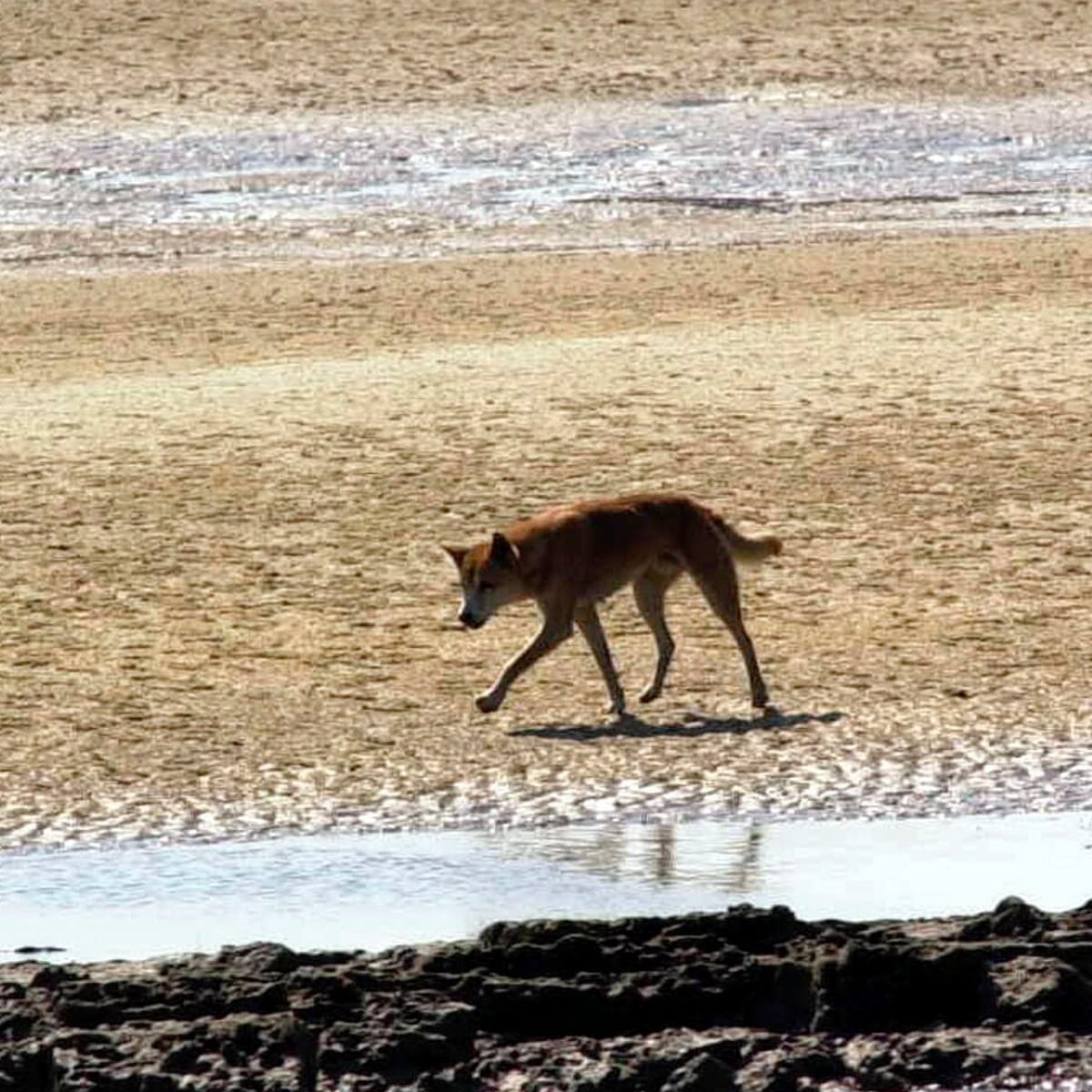 Dingo pack leader killed after attacking a jogger on a popular