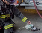 ‘The pigeon came to them seeking help’: California firefighters give oxygen to suffering bird