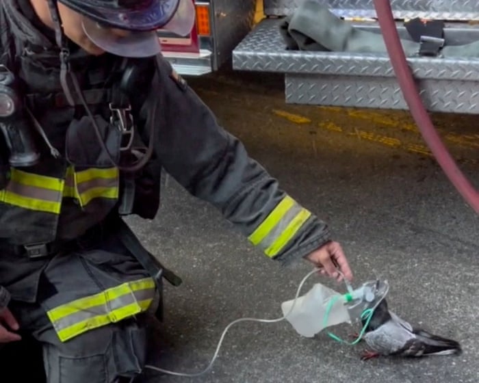 ‘The pigeon came to them seeking help’: California firefighters give oxygen to suffering bird