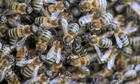 Bees making honey near Lake Van, Turkey.