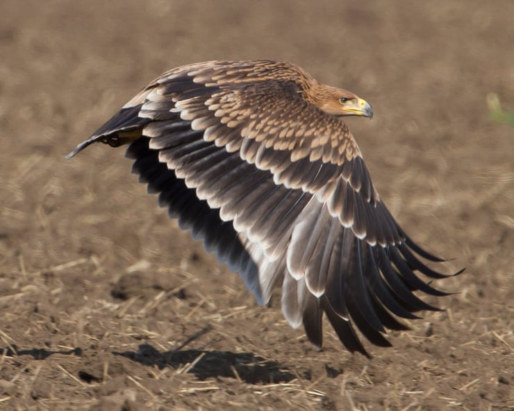 No trees, no food, shot for fun … yet Serbia’s imperial eagles are making an improbable return No trees, no food, shot for fun … yet Serbia’s imperial eagles are making an improbable return