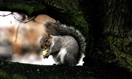 A grey squirrel in Regents Park, London.