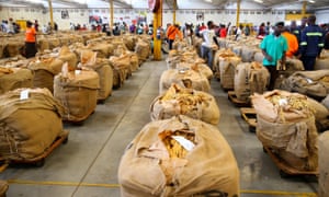 The first day of the 2018 tobacco selling season in Harare, Zimbabwe, in March.