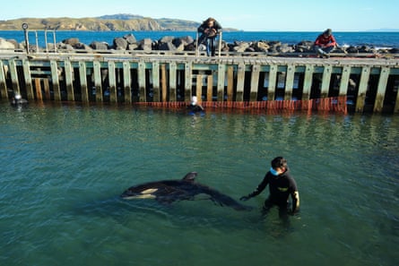 Toa the orca is monitored by a volunteer at Plimmerton Boating Club.
