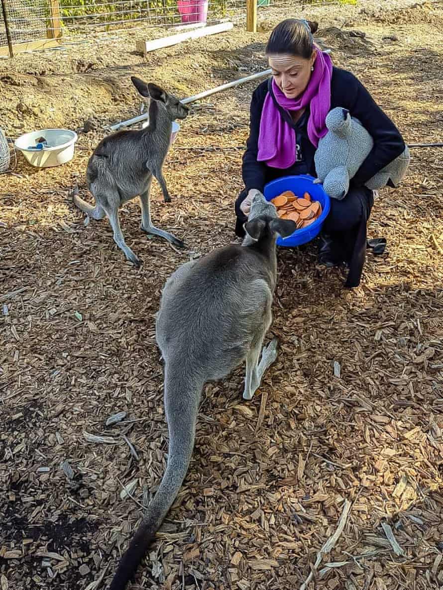 Wildlife rescuer Angela Christodoulou with rescued kangaroos Charlotte and Violet
