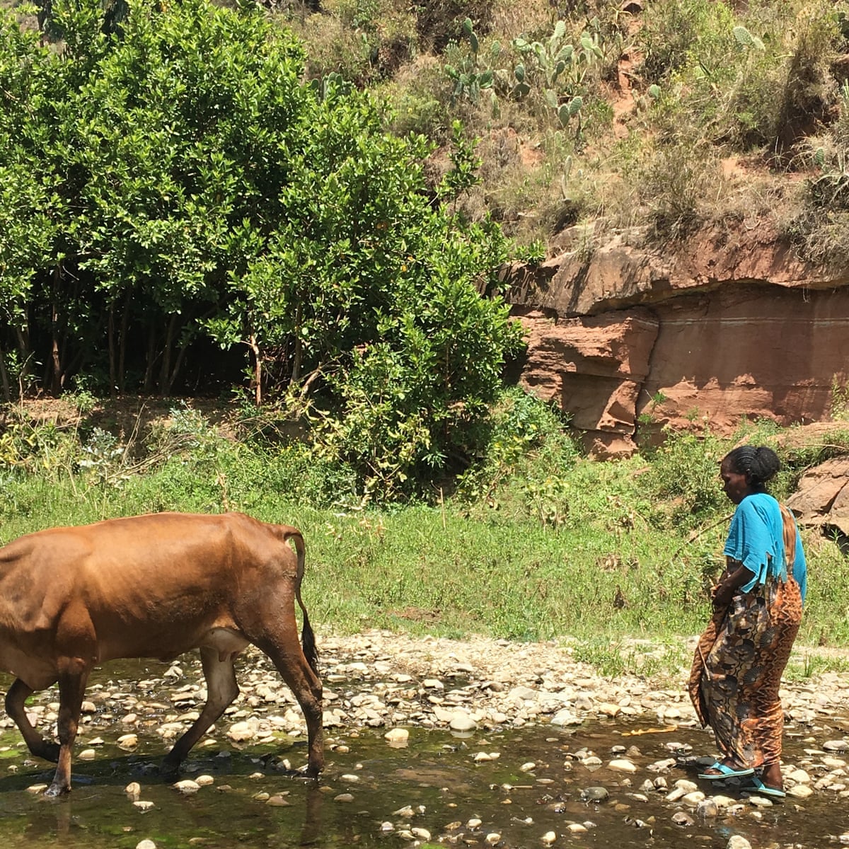 Land Restoration In Ethiopia This Place Was Abandoned This Is Incredible To Me Working In Development The Guardian