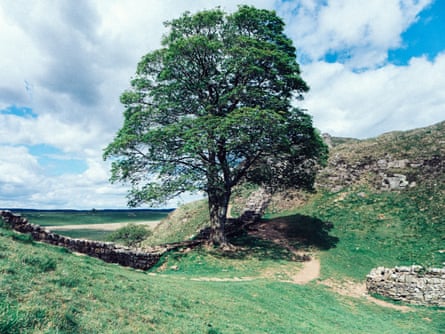 The beloved Sycamore Gap tree before it was felled.