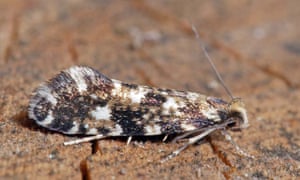 The larvae of the cork moth, Nemapogon cloacella, feed on bracket fungi