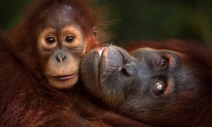 Sumatran orangutans