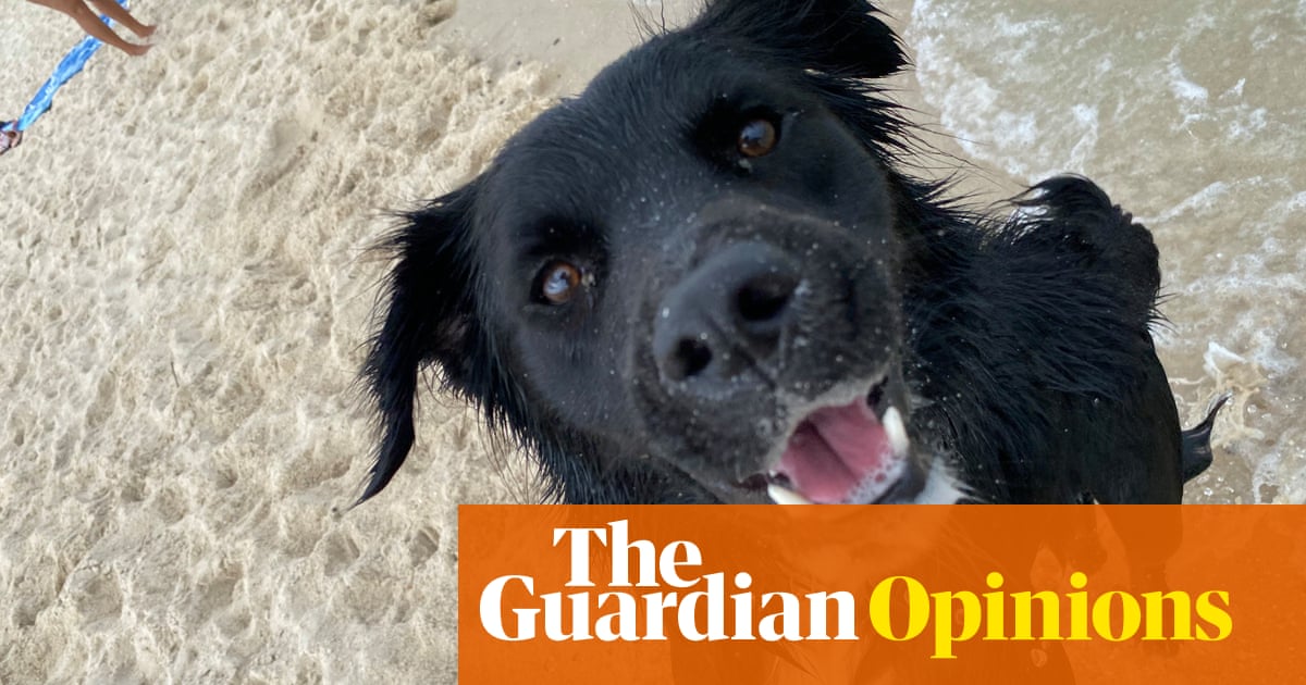 Mostly I like it when people pat my dog Roxie but a man with a goatee took it a step further | Ashe Davenport