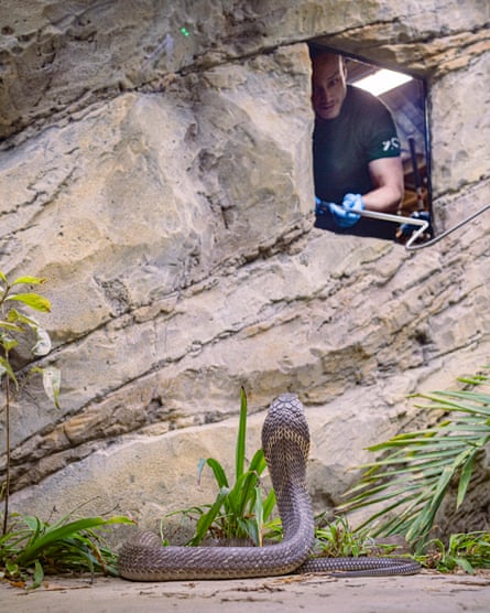 Joe Capon, reptile and amphibian keeper, tries to secure Arthur, a king cobra, inside his habitat – one bite from the young snake could kill an elephant