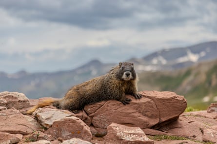 A marmot perches itself on a rock
