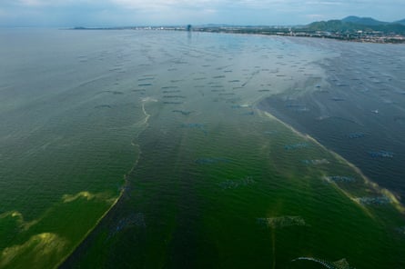 An aerial view of the mussel farms swamped by the plankton bloom.
