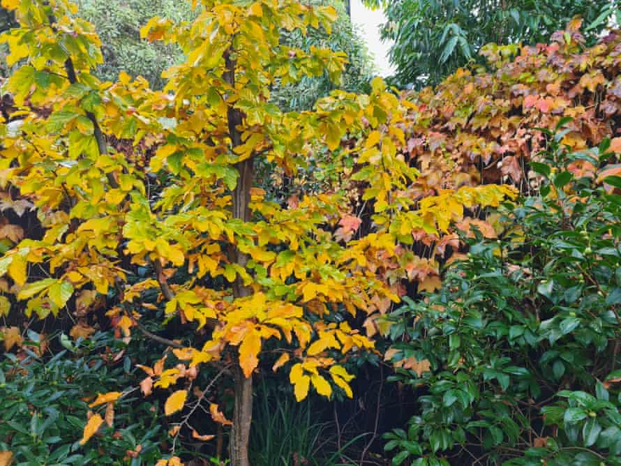 Autumn colour on Tim Entwisle’s Persian ironwood tree