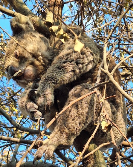 A koala resting in a tree.