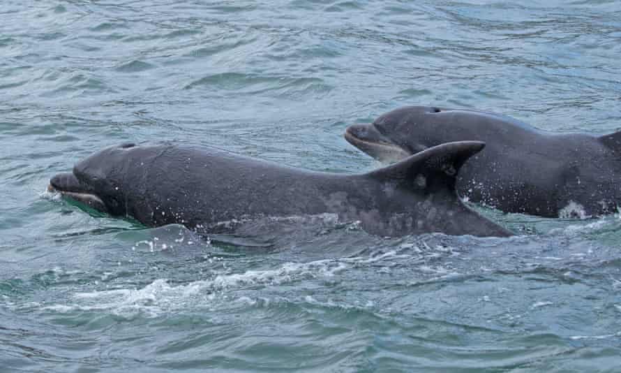 Bottlenose dolphins off the Yorkshire coast.