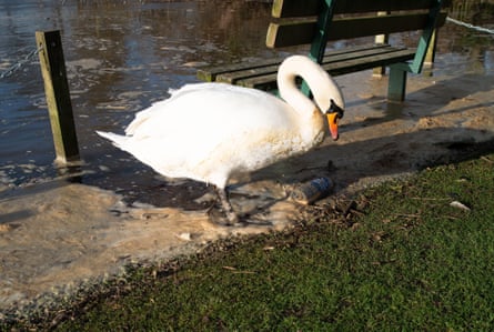 A swan stands beside what appears to be effluent
