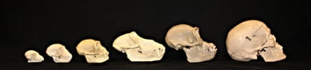 Left to right: skulls of an adult male lemur, vervet monkey, gibbon, baboon, chimpanzee, and human.