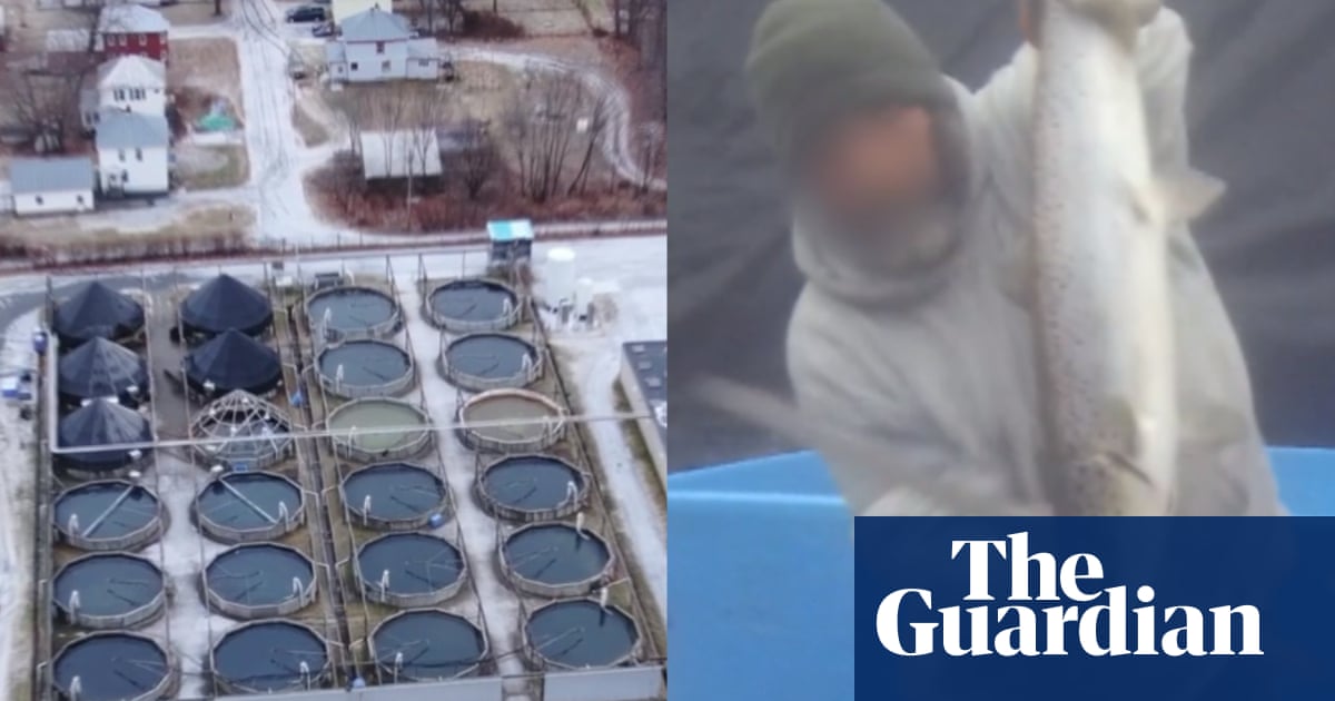 Salmon farm faces new cruelty claims as Trump seeks to supersize fish farming