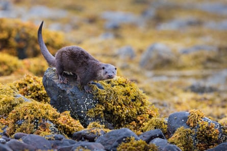 A European Otter, Lutra lutra, standing on a rock, looking at the photographer, on the seashore on the Isle of Mull, Scotland